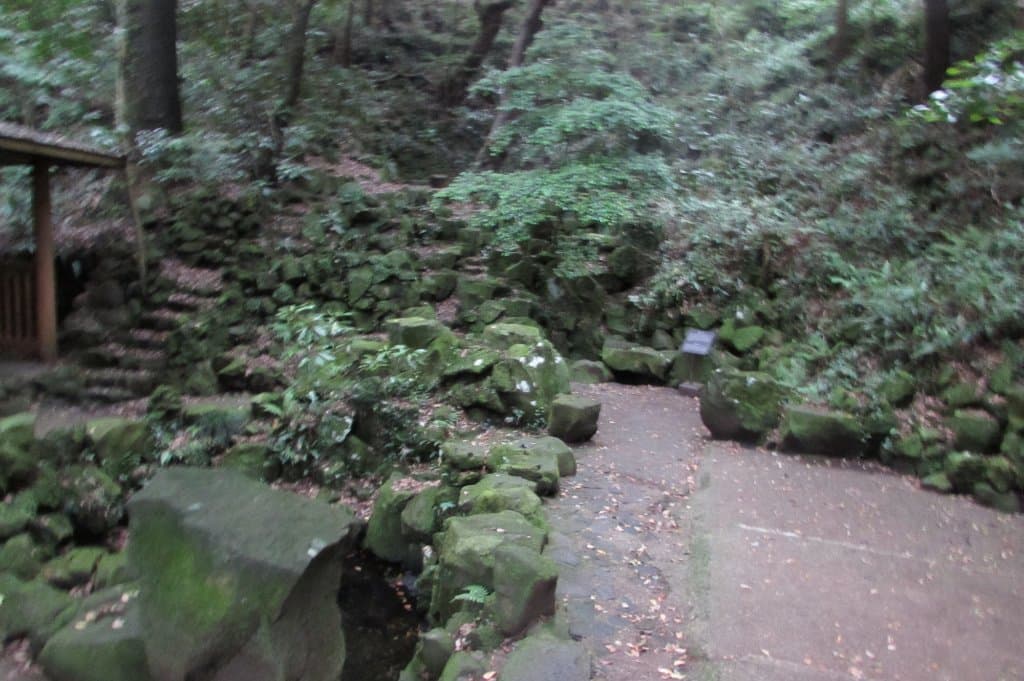 Kasayama Camellia Grove