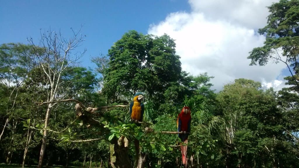 loros