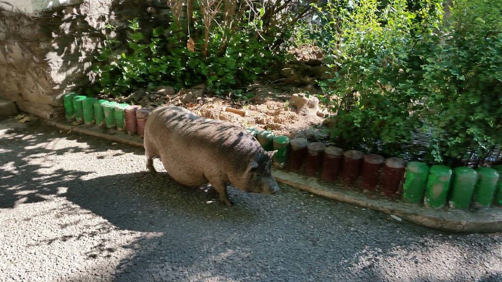 Animal Encounters