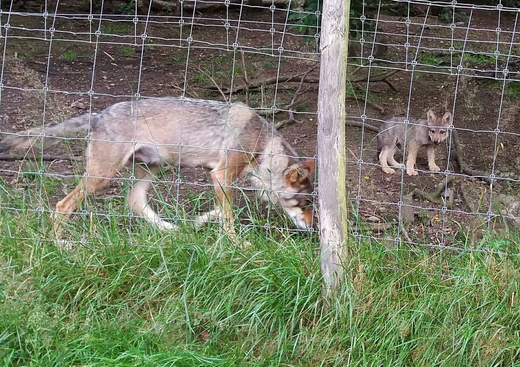 Spacious Animal Enclosures