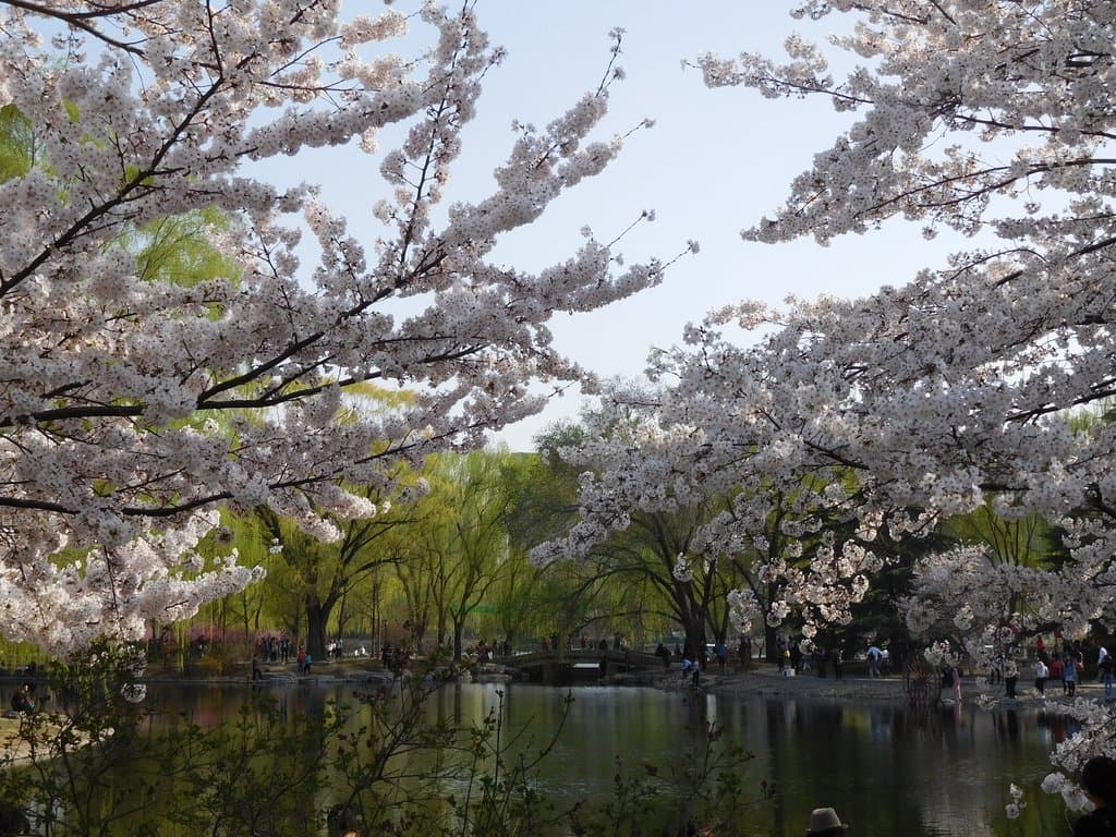 The Cherry Blossoms of Yuyuantan