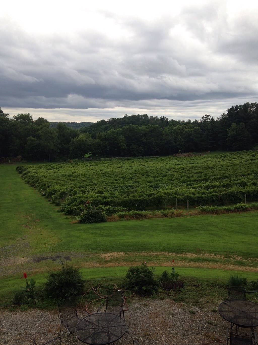 Wine Tasting Experience