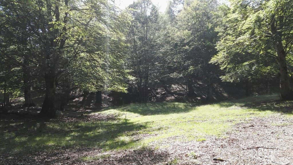 Autumn Foliage Spectacle