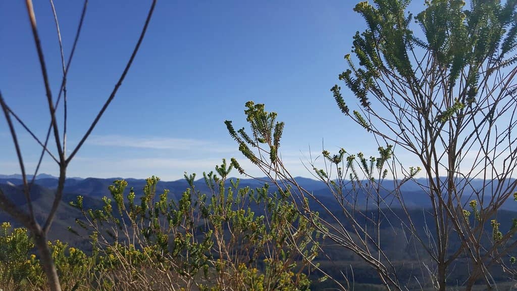 Valley of Ferns Detour