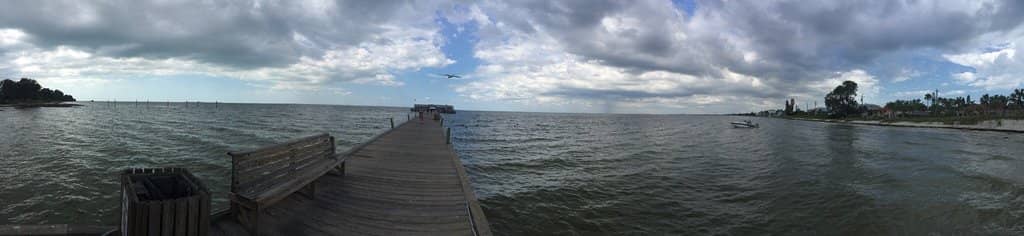 Dolphin & Manatee Watching