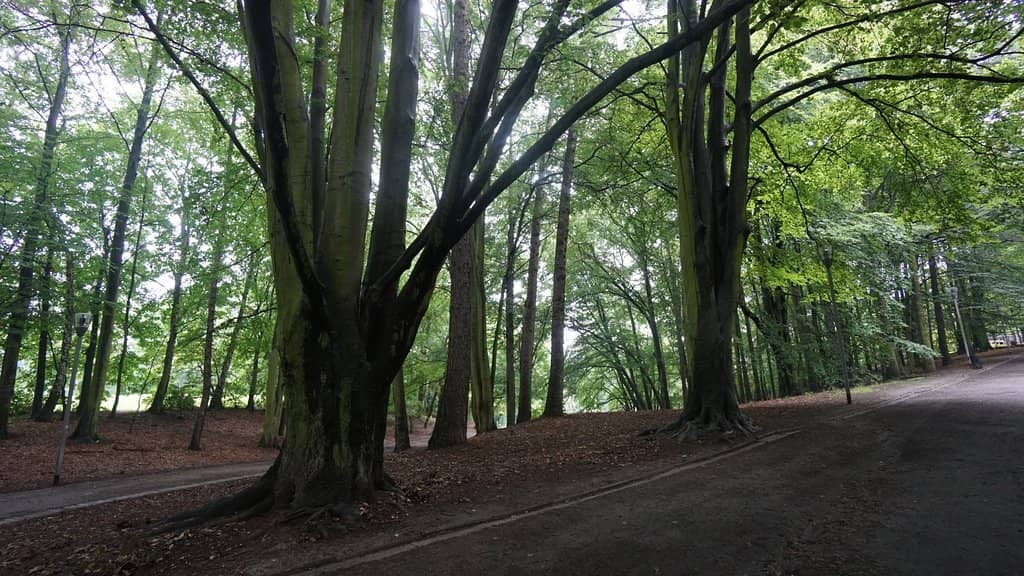 Rose Garden (Ogród Różany)