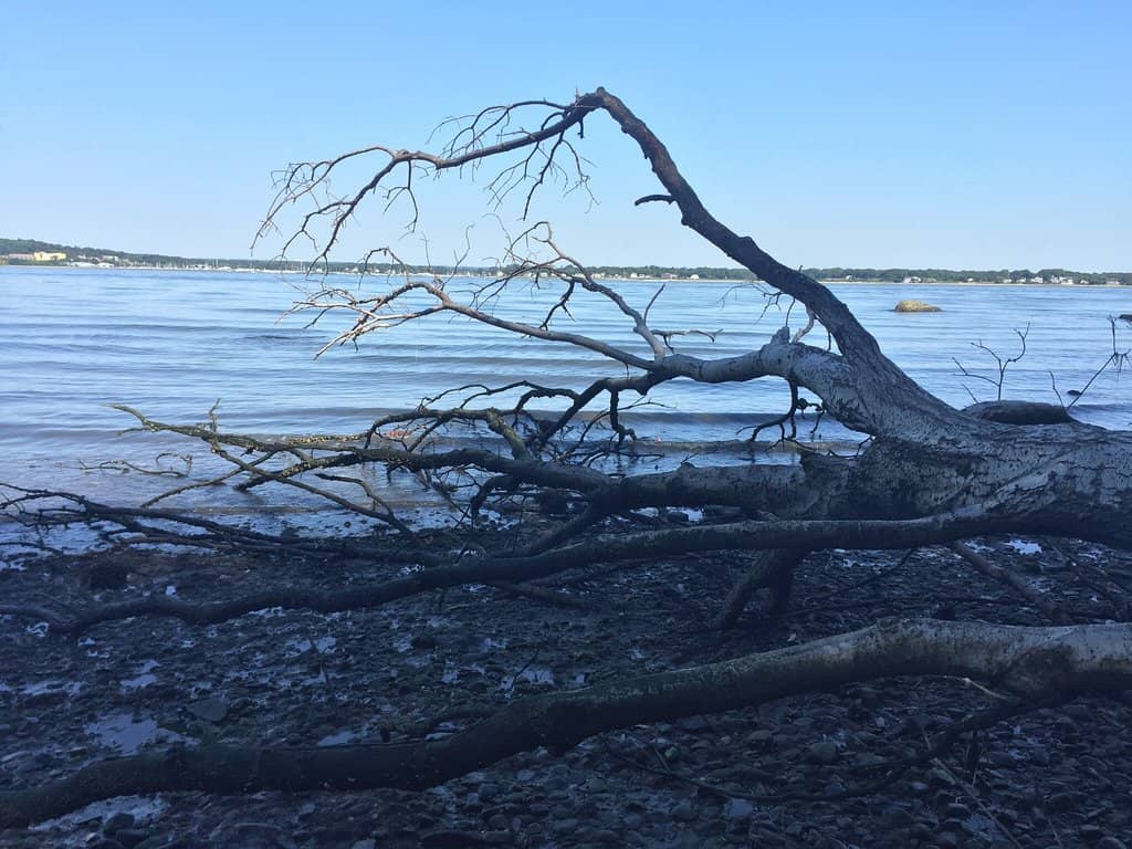 Wooded Trails & Horse Paths