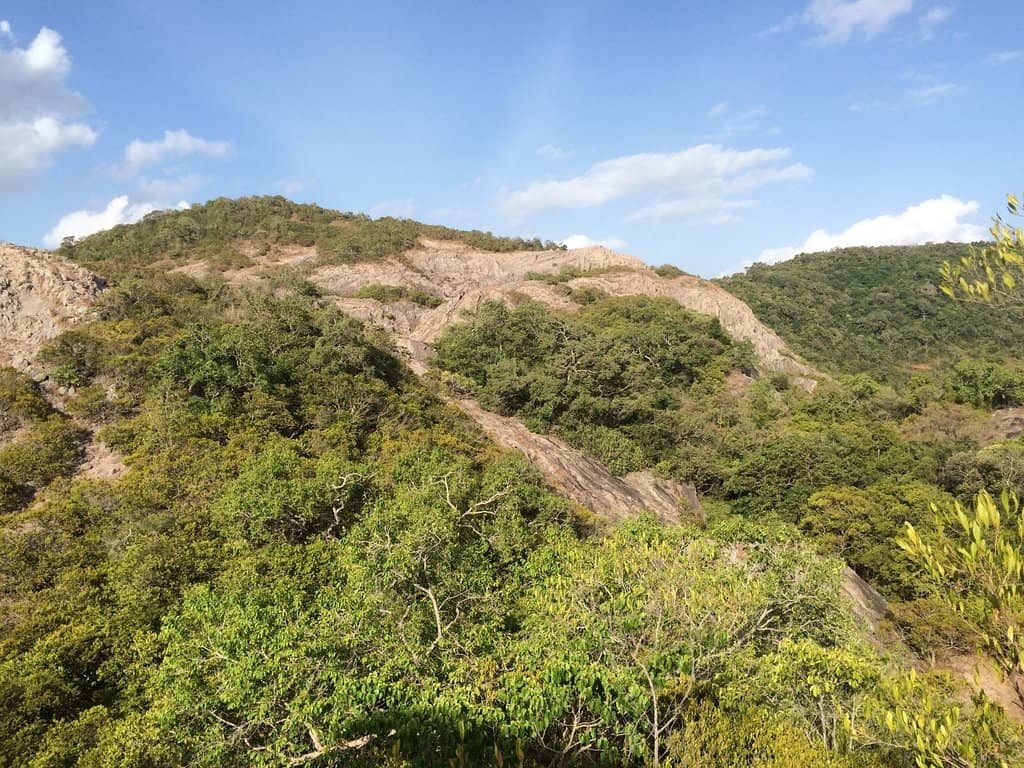 Ironwood Forest Walk