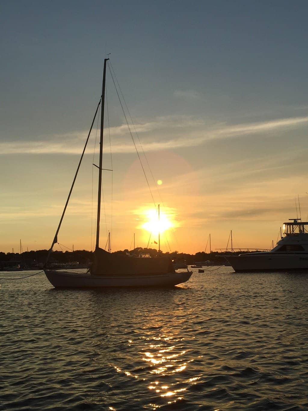 Basking Shark Sightings