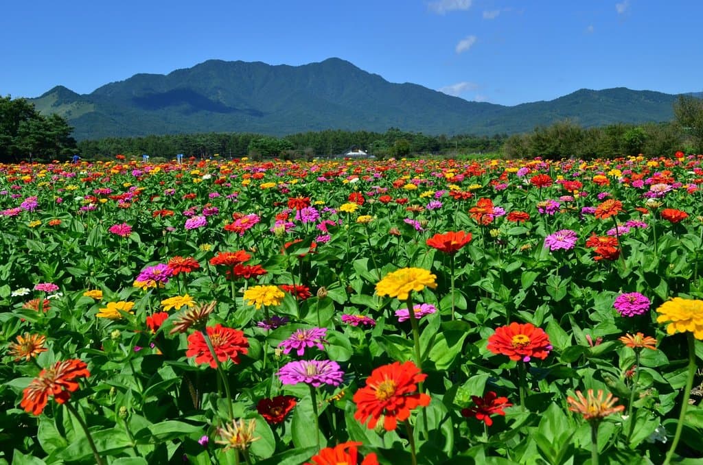 Yamanakako Hanano Miyako Park