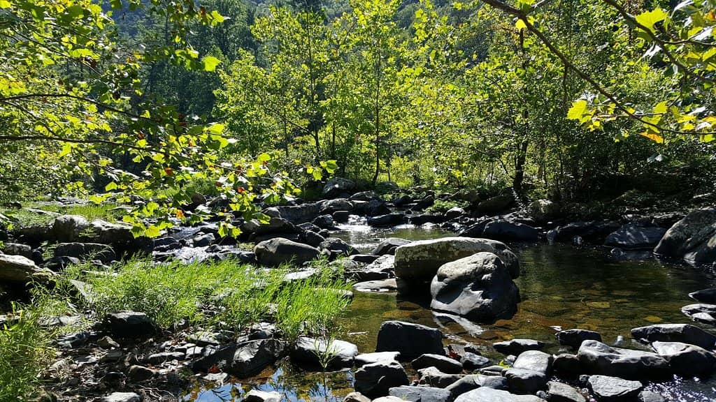 Historic 611 Train