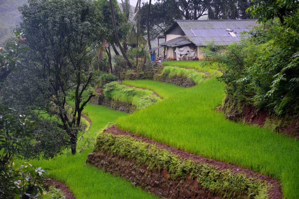 Koyna Backwaters