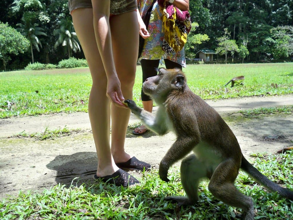 Bonjour à la Liberté, ne pas oublier les bananes !