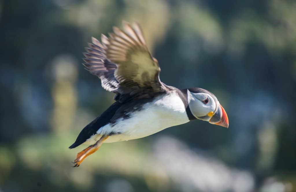 Seabird Watching Haven