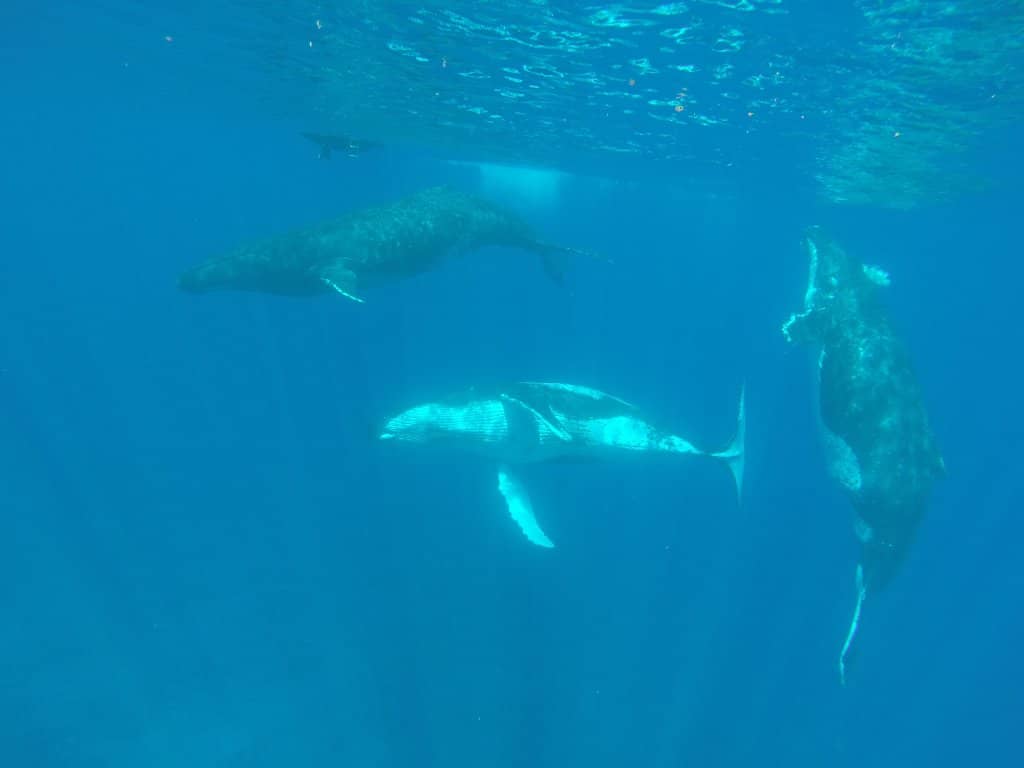 Coral Gardens Exploration