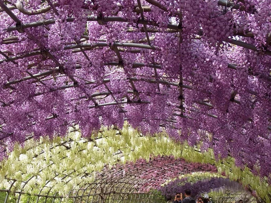 Wisteria Tunnels