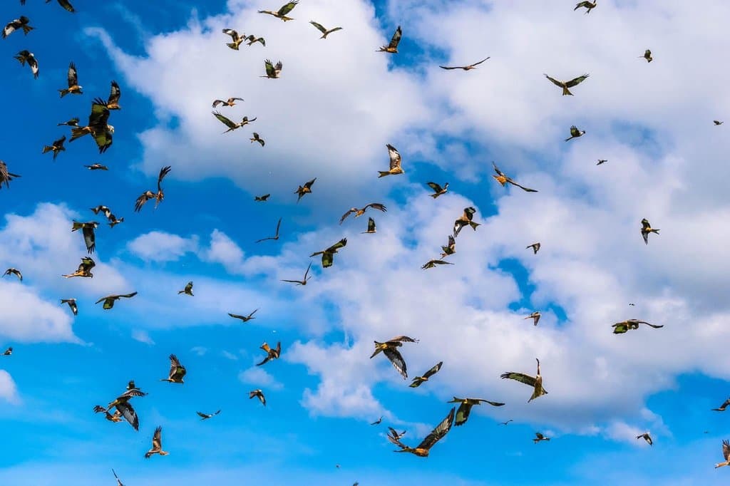 Hundreds of Red Kites
