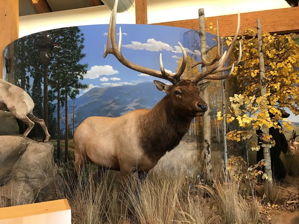Rocky Mountain Elk Foundation Visitor Center