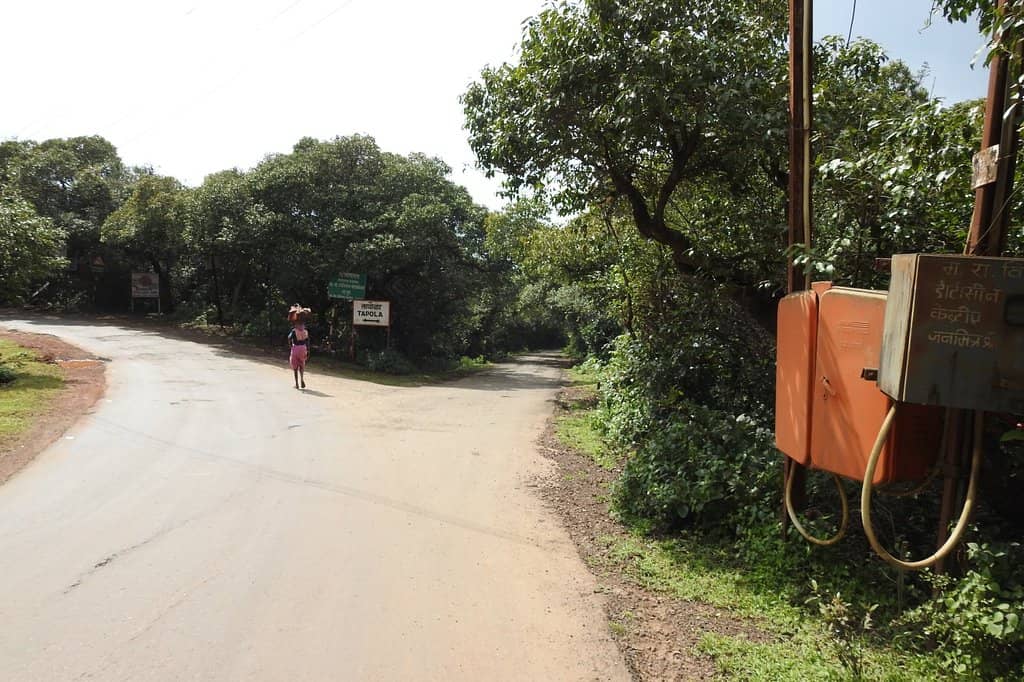Tranquil Forest Walk