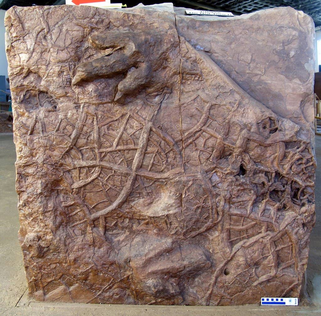 Fossilized Fish & Plant Life