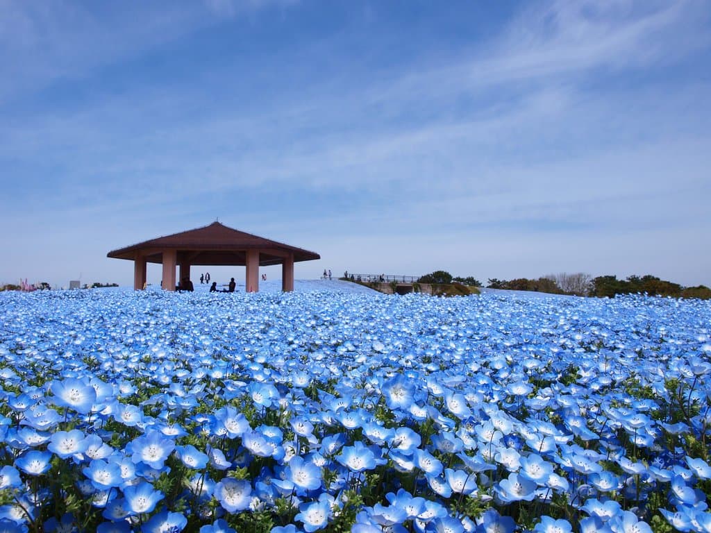花の丘のネモフィラ (春) Nemophila Flowers in Flower Hill (Spring)