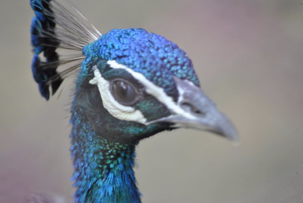 Our national bird