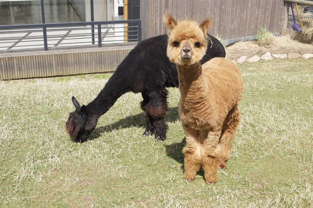 The Overstuffed Walrus