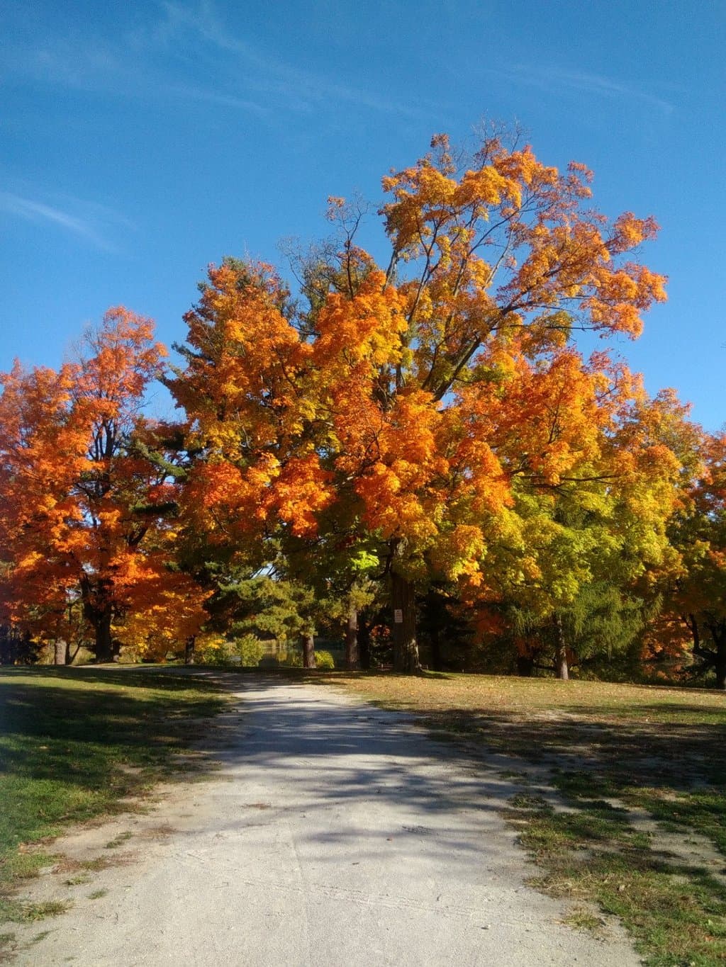 Fall colors in the Park