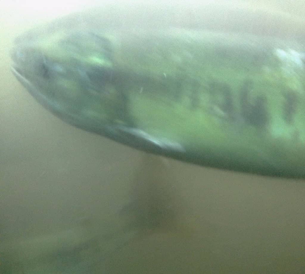 Underground Viewing Room