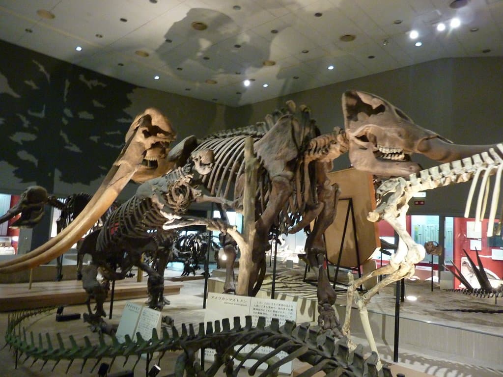 Osaka Museum of Natural History Osaka