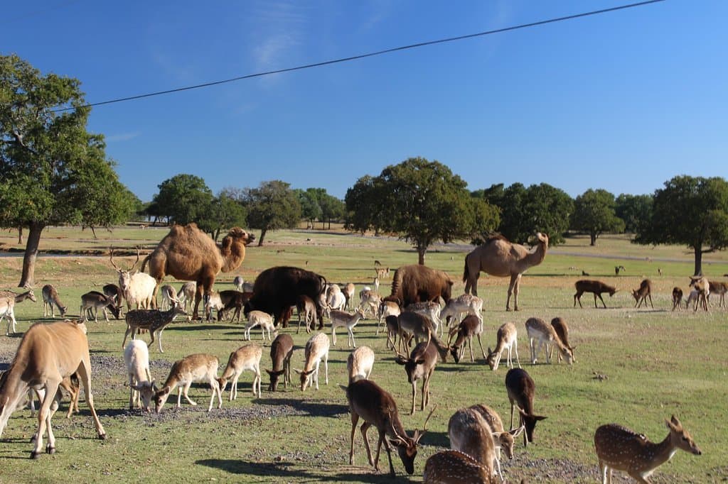 Feels like being in Noah's Ark before the flood