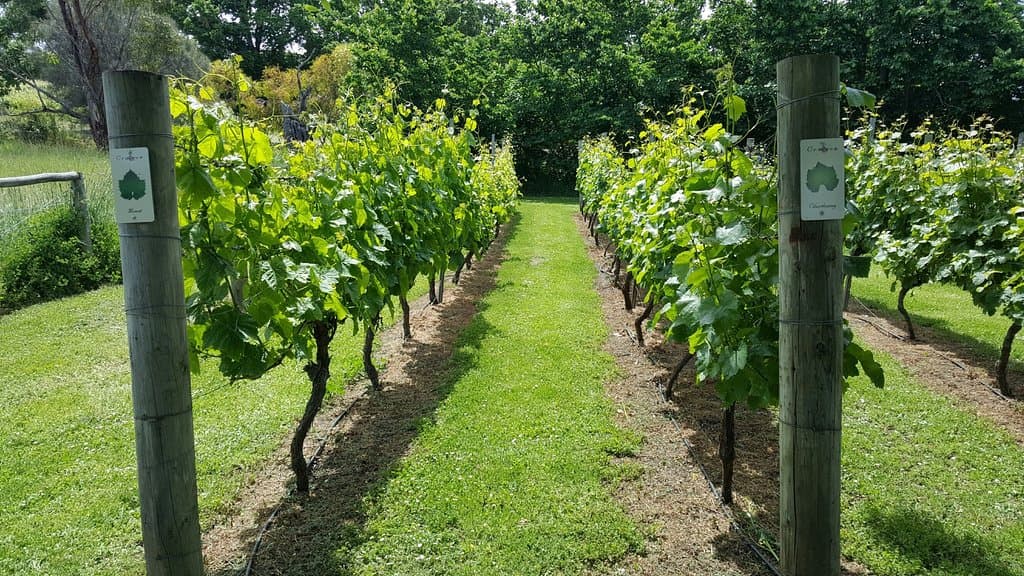 Varietal vines