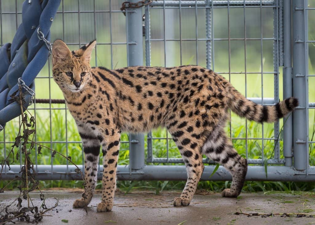 Rescued Big Cats