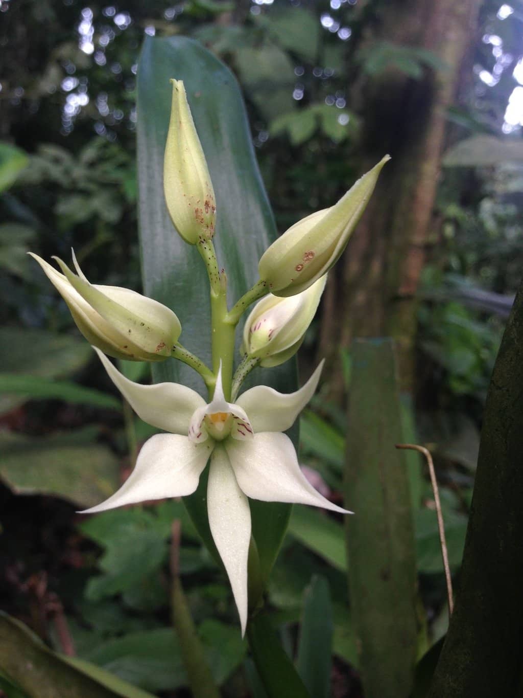 La Fortuna Waterfall