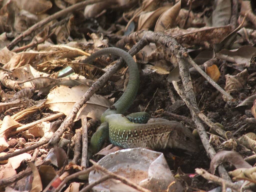 Esquadrilha da Fumaça Air Show