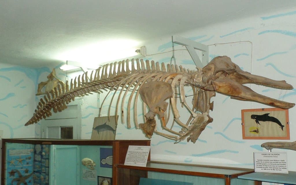 Esqueleto de tonina