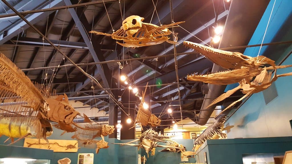 Rocky Mountain Dinosaur Resource Center