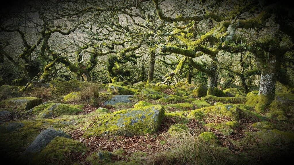 Rare Lichens and Mosses