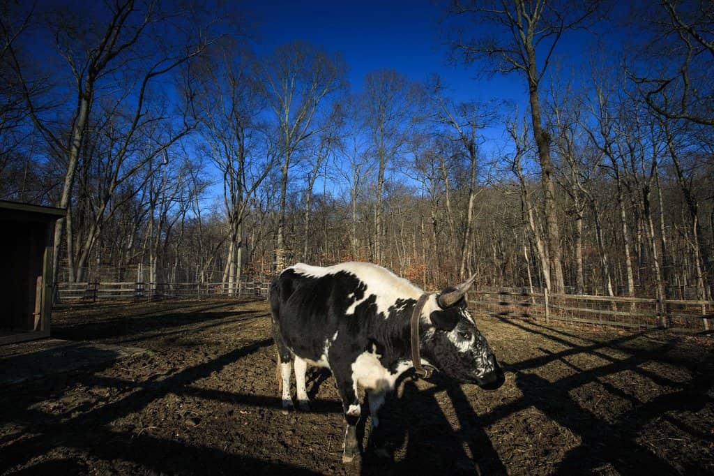 Bendel Mansion Museum