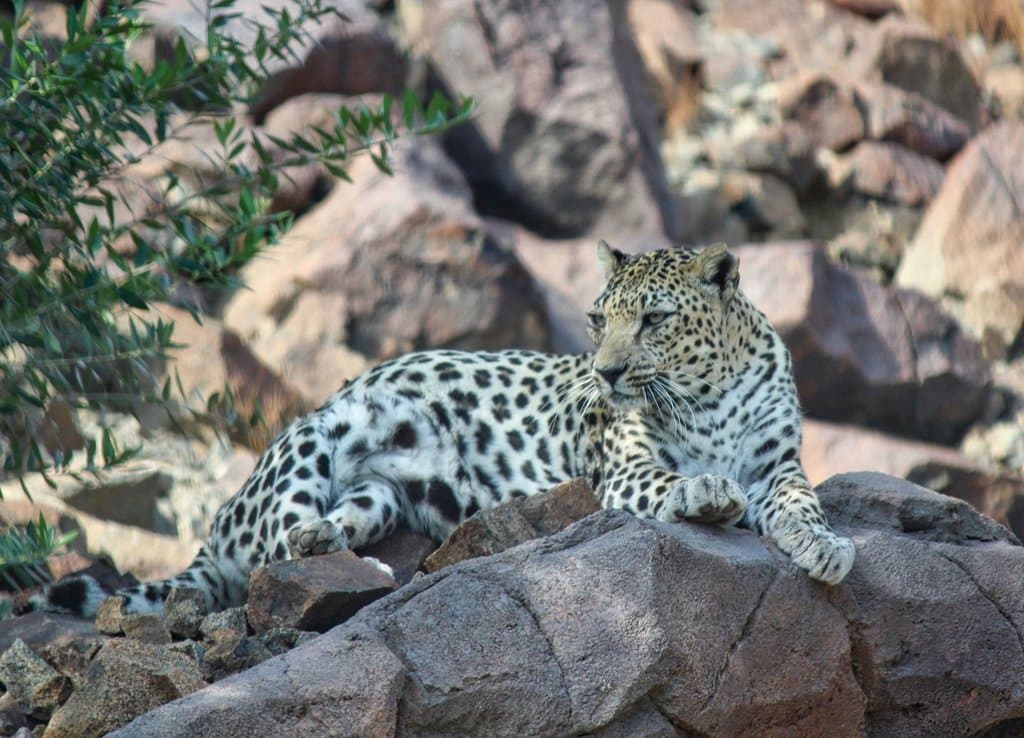Arabian Leopard