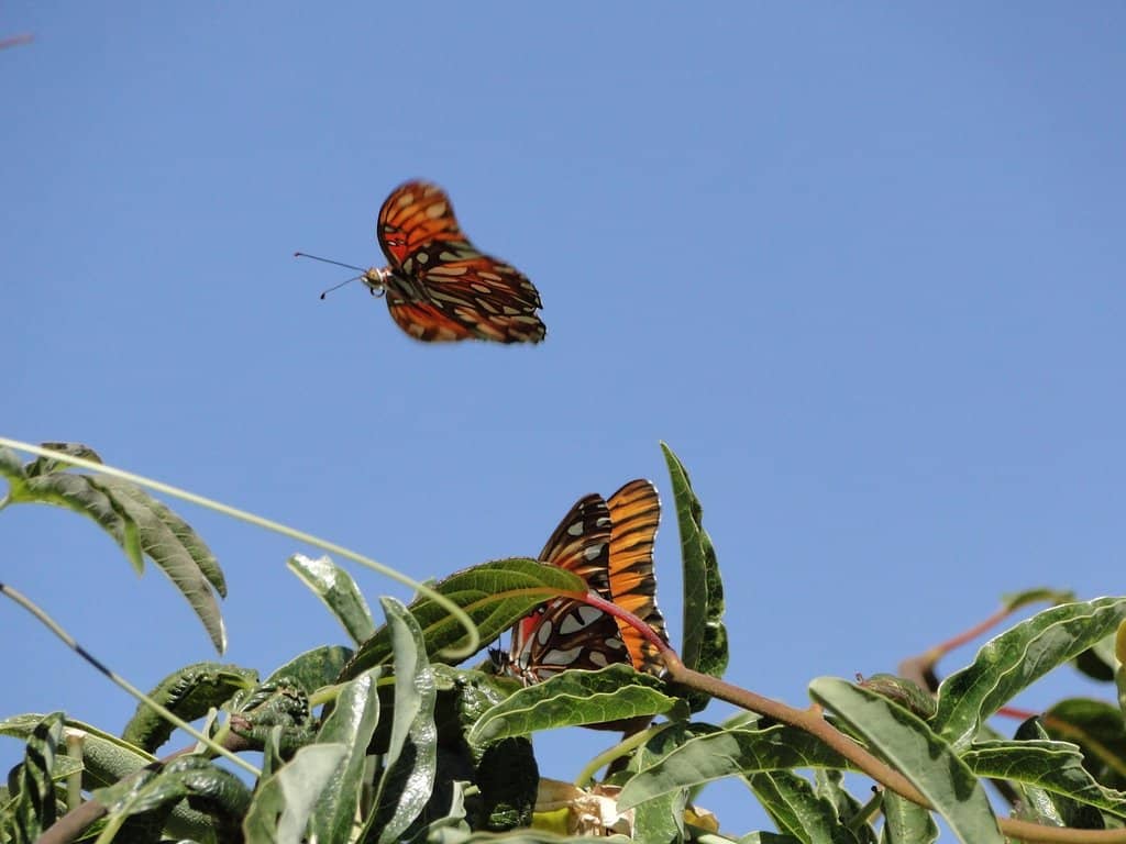 Water-Smart Landscaping