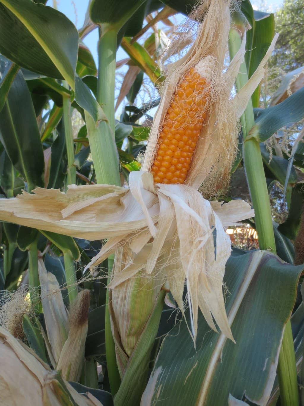 Indigenous Desert Flora