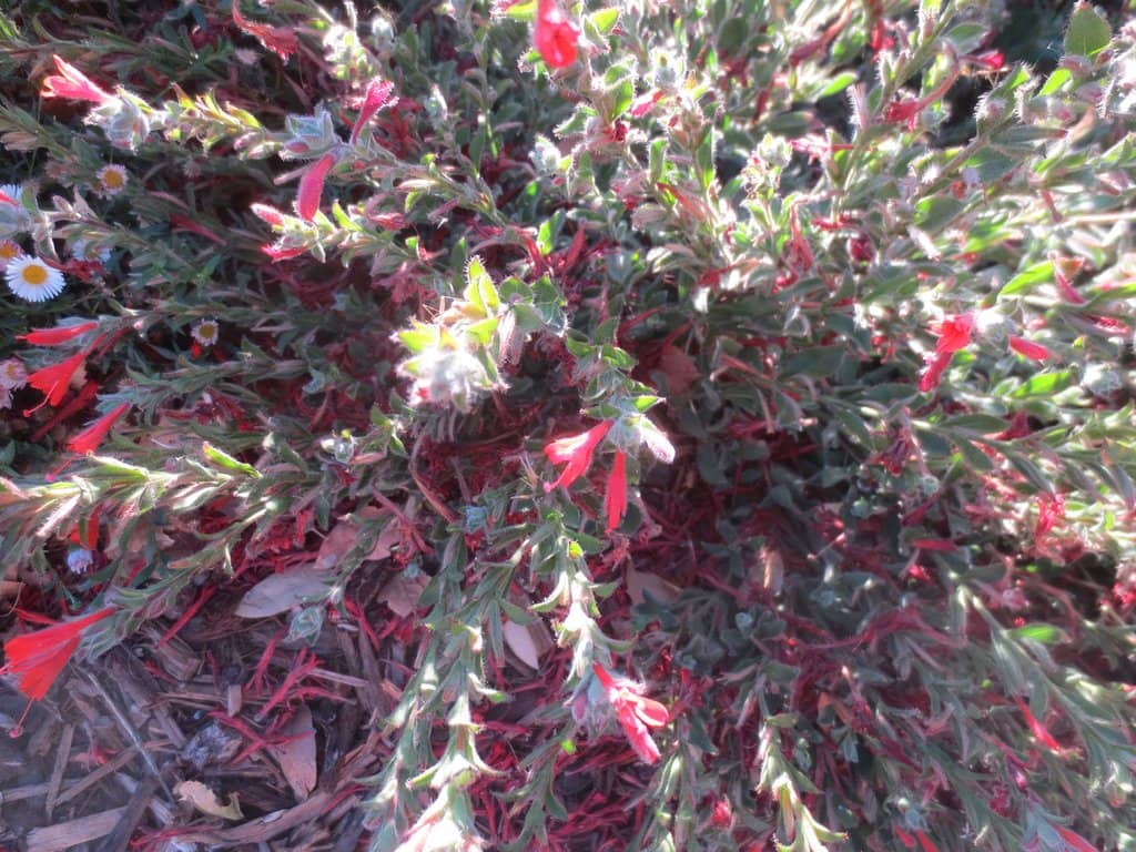 Peaceful Walking Paths