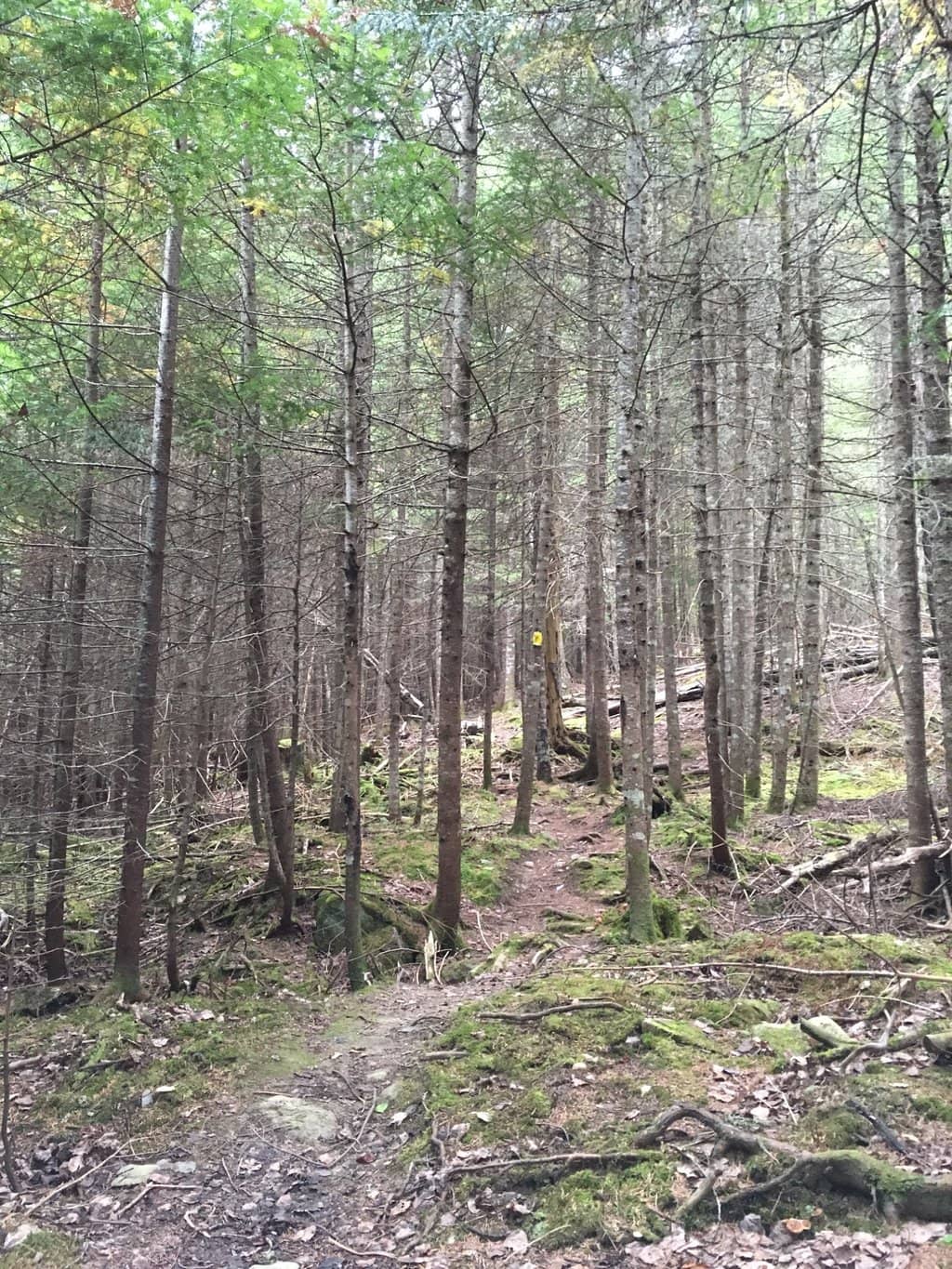 Vertical photo