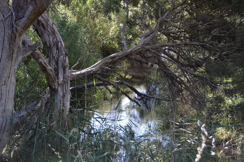 Lagoon Trail