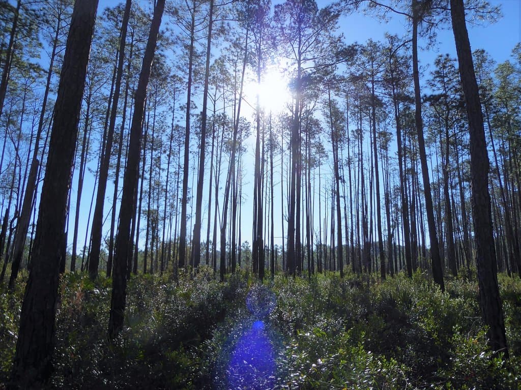 Beautiful forest