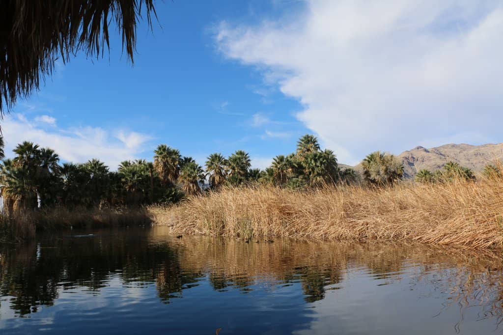 The Serene Ponds and Wildlife