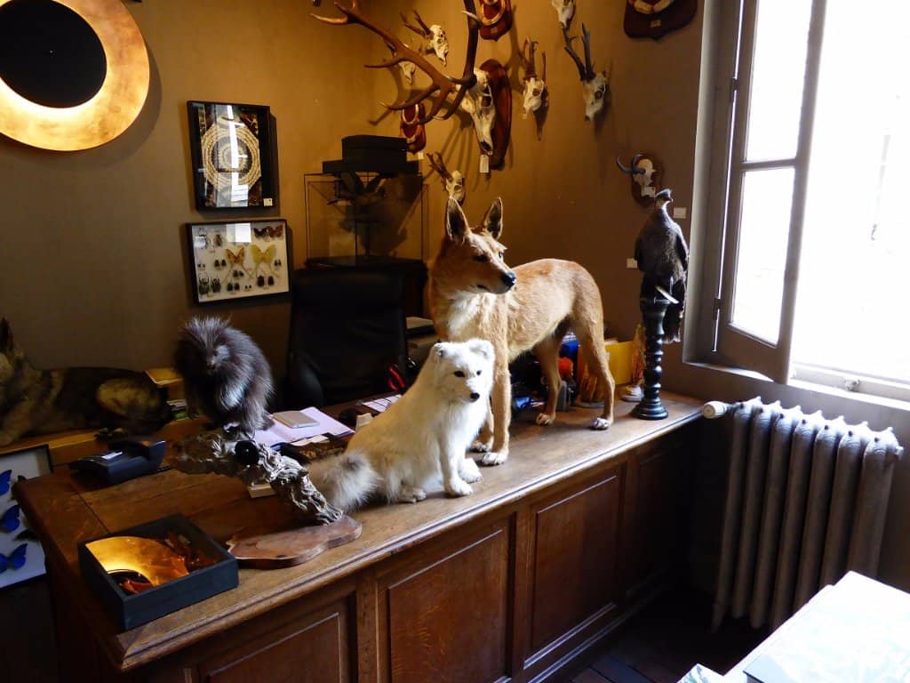 The Grand Taxidermy Salon