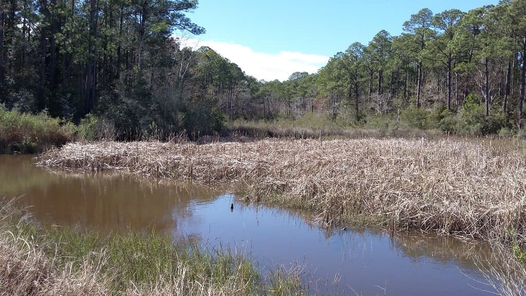 Beginning of Oscar Trail