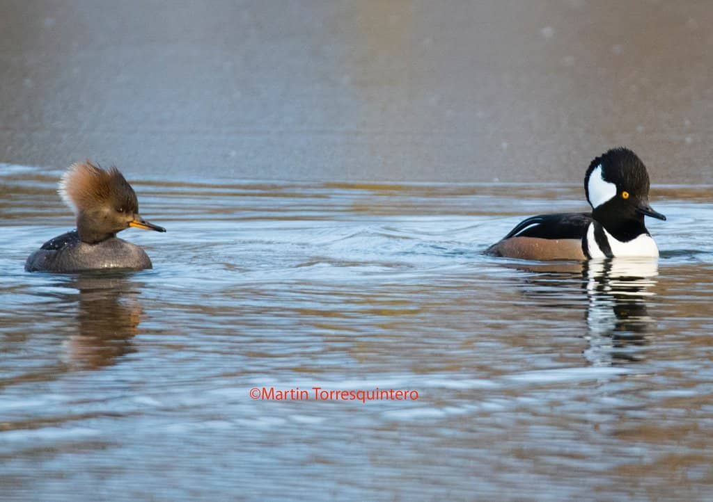 Waterfront Promenade